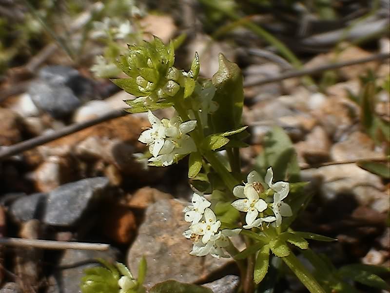 Piantina dai fiori bianchi - Galium verrucosum